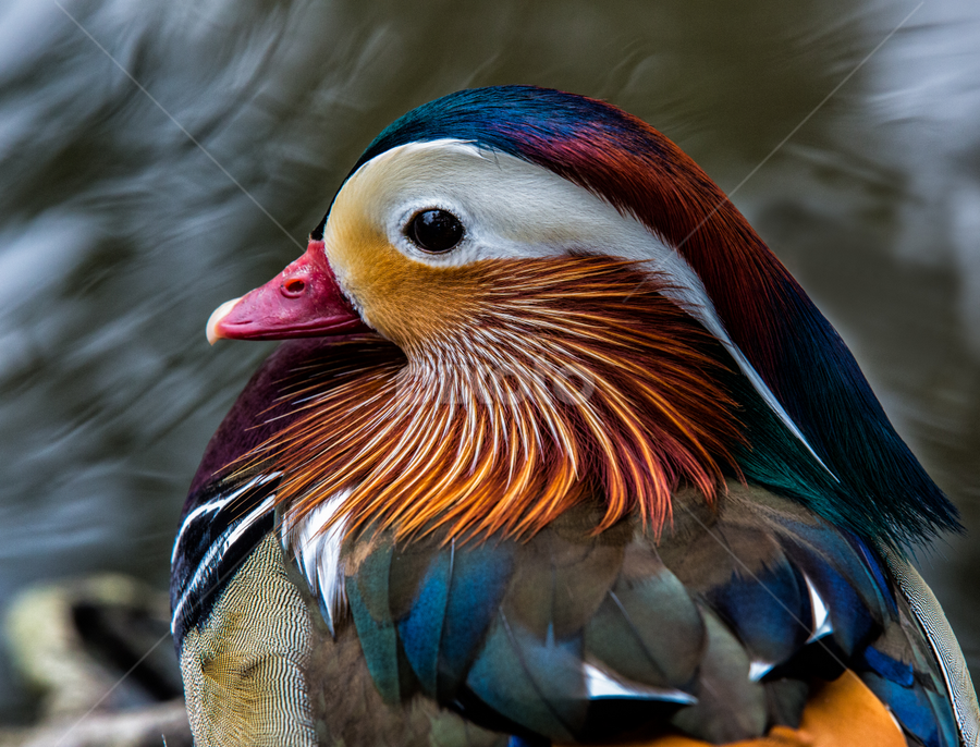 Mandarin at Lakes Edge by David Hammond - Animals Birds