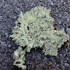 Common Greenshield lichen