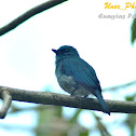 Island Verditer-flycatcher