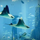 Cownose Eagle Ray