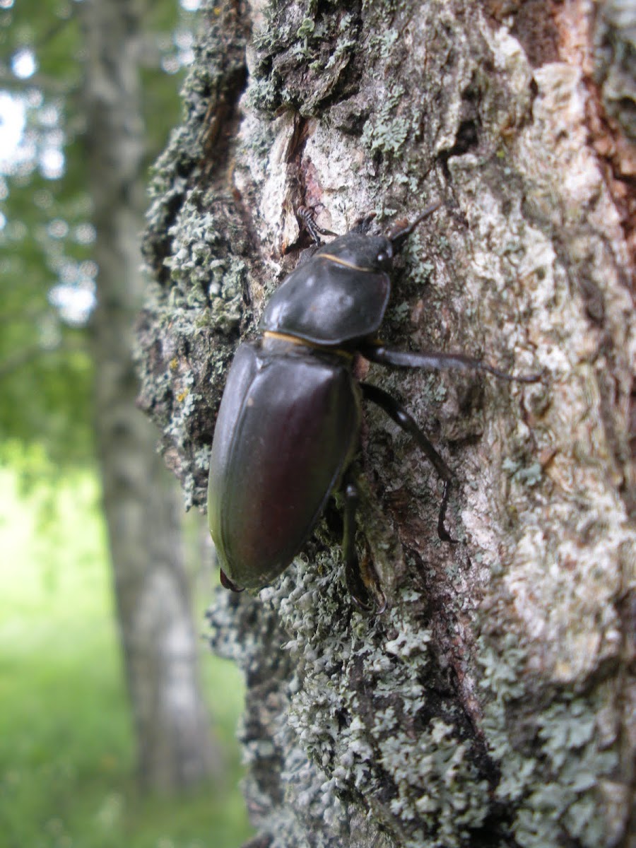 Stag beetle(female)