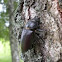 Stag beetle(female)