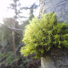 Lyell's Bristle Moss