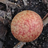 Banded Bullet Gall Wasp