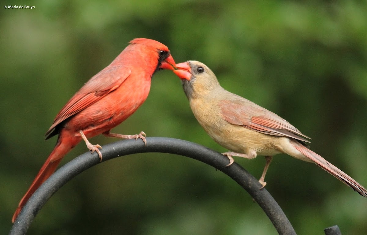 Northern cardinals, courting