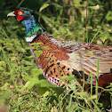 Common Pheasant