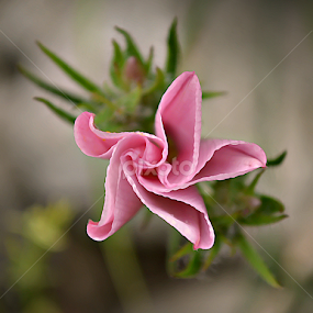 slak by Jelena Puškarić - Flowers Flowers in the Wild