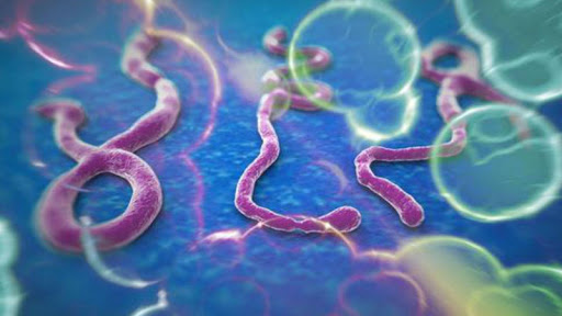 Ebola Virus Disease