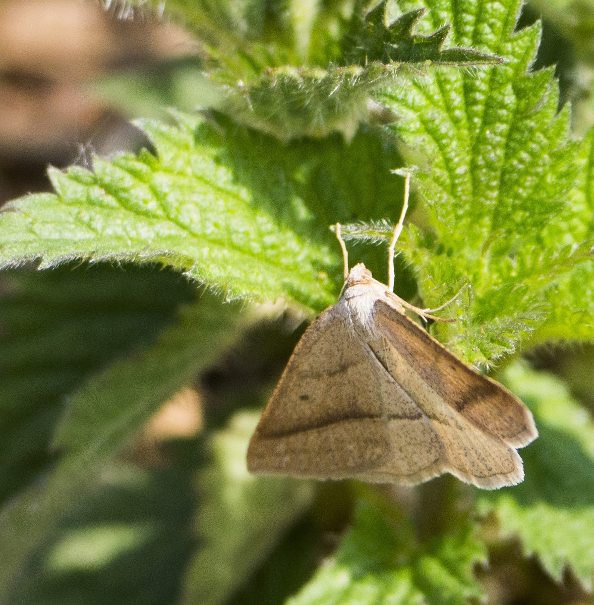 Brown silver line moth