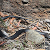 Red-bellied Black Snake (juvenile)