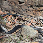 Red-bellied Black Snake (juvenile)
