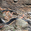 Red-bellied Black Snake (juvenile)