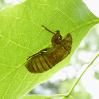 Periodical cicada exuvia