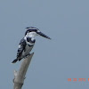 pied kingfisher