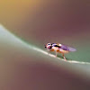 Grass fly