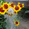 Plains coreopsis