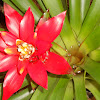 Bromelia