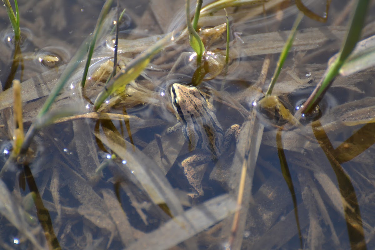 western chorus frog