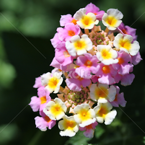 Color of Lantana by Joel Ortiz - Nature Up Close Other plants