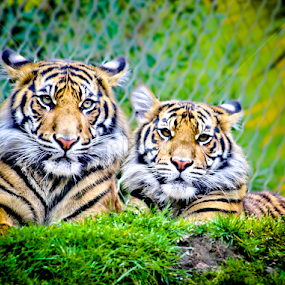 by Mindee Green - Animals Lions, Tigers & Big Cats