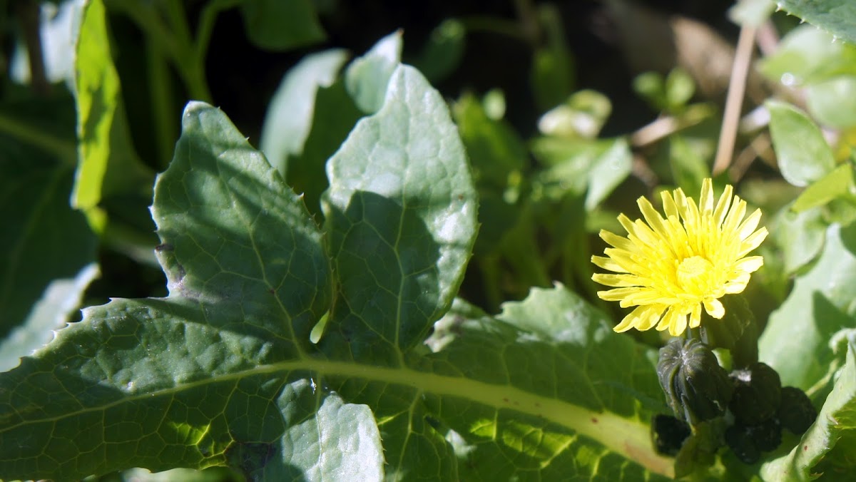 Common Dandelion