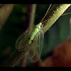 Common green lacewing