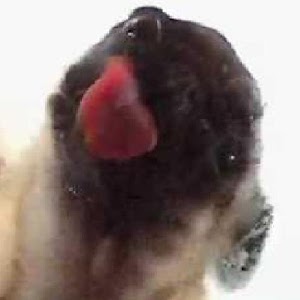 Screen Licking Dog Wallpaper.apk 1.3