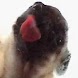 Screen Licking Dog Wallpaper