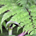 Arisaema triphyllum