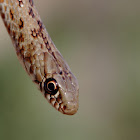 Large Whip Snake