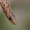 Large Whip Snake