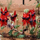 Sturt's Desert Pea