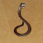 Sri Lankan Pipe Snake