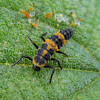 Spotless Lady Beetle larva