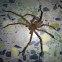 Giant Crab Spider  (or) Huntsman Spider