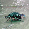 White-spotted Fruit Chafer