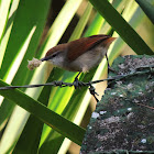 Yellow-Chinned Spinetail