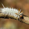 Sycamore tussock moth caterpillars