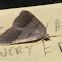 Petrophora Moth