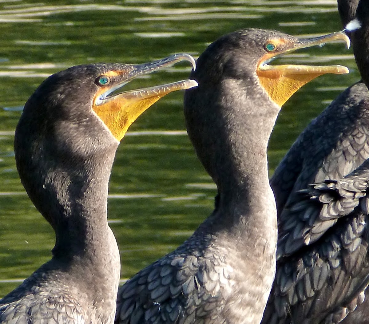 Double-crested Cormorant