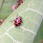 Cream spotted lady beetle