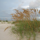 Sea Oats