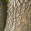 Corteza del Árbol de Jacaranda