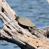 Barbour's Map Turtle