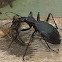 Snail eating ground beetle