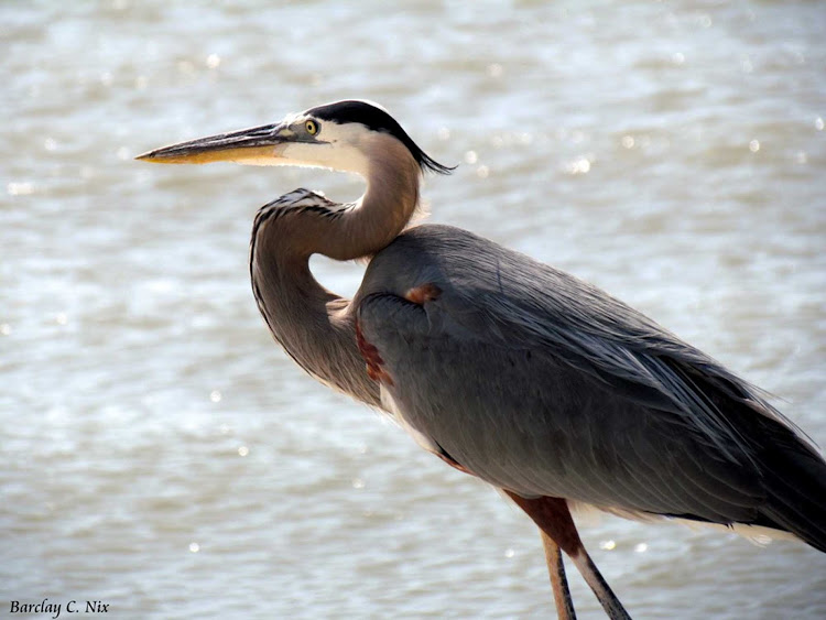 A Great Blue Heron near Galveston Bay, Texas.