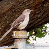 Northern Mockingbird