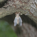 Cicada