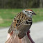 Chipping Sparrow