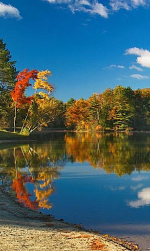 免費娛樂App|300 Autumn Tree Free Pictures|阿達玩APP